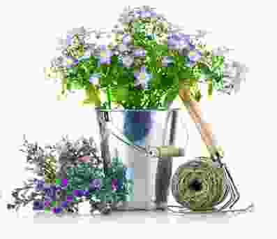 flower6