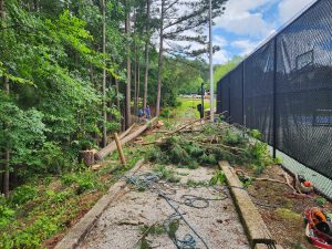 tree removal