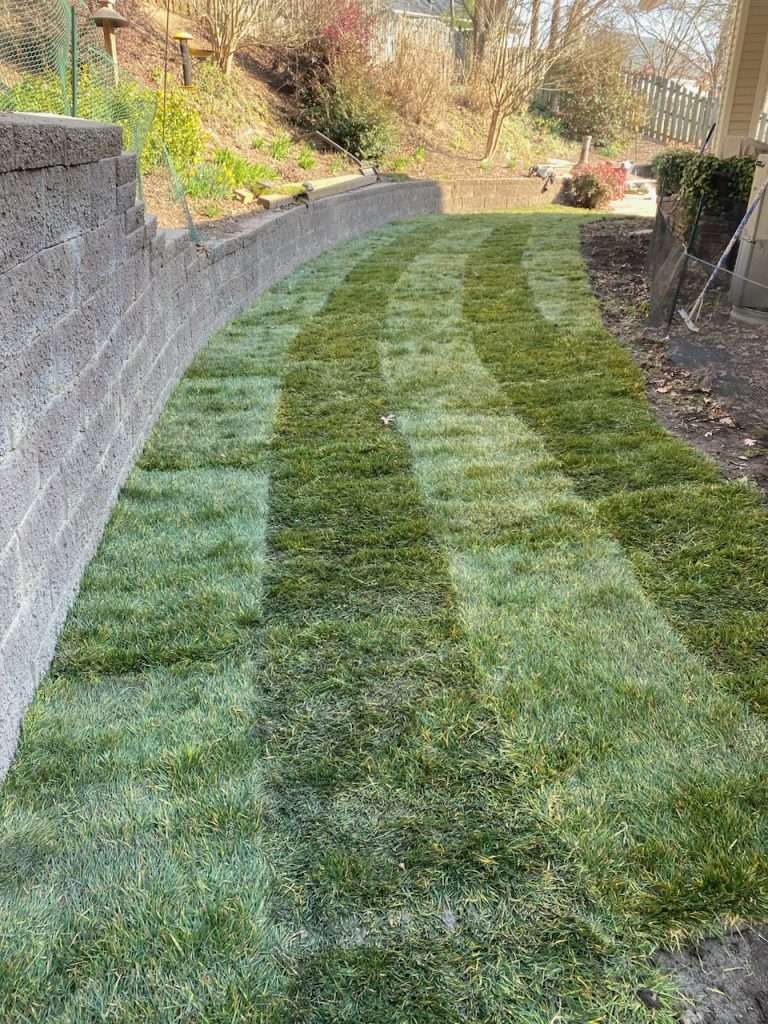 fescue sod