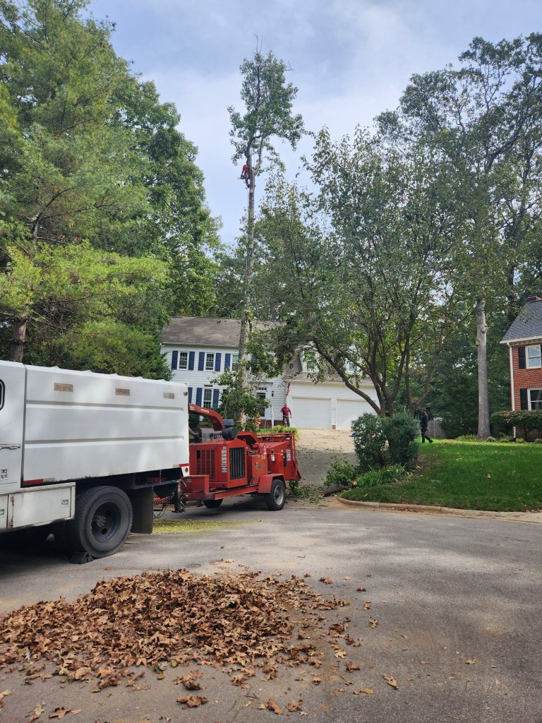 tree removal